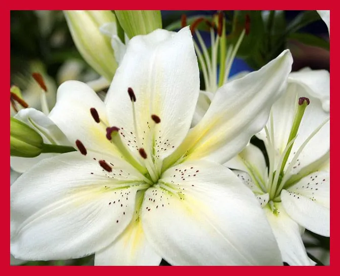 Los Significados de las Flores - El Lenguaje de las Flores | FOTOBLOG ... Los Significados de las Flores - El Lenguaje de las Flores | FOTOBLOG ...