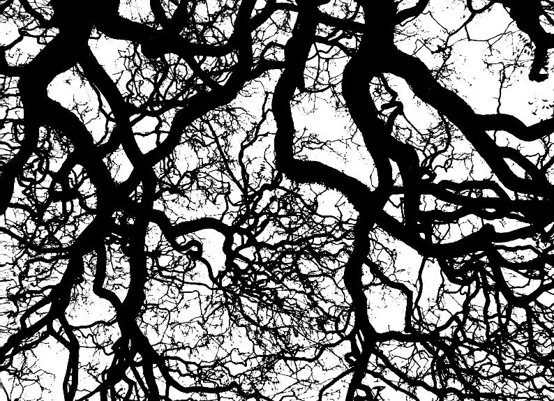 EL SILENCIO DE LOS ÁRBOLES de Javier Iparraguirre | Pedro Querejazu EL SILENCIO DE LOS ÁRBOLES de Javier Iparraguirre | Pedro Querejazu