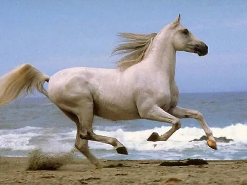EN EL SILENCIO LA FELICIDAD: Cual caballo salvaje EN EL SILENCIO LA FELICIDAD: Cual caballo salvaje
