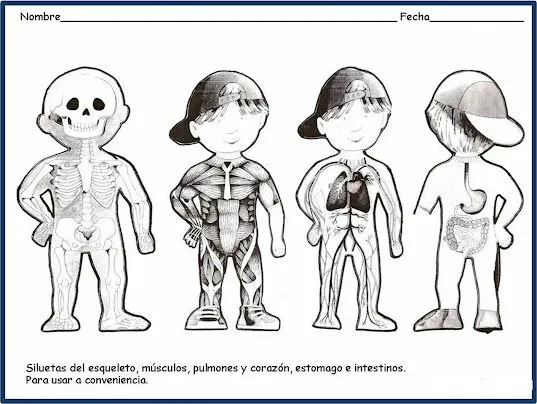 Silueta del cuerpo humano para colorear - Imagui