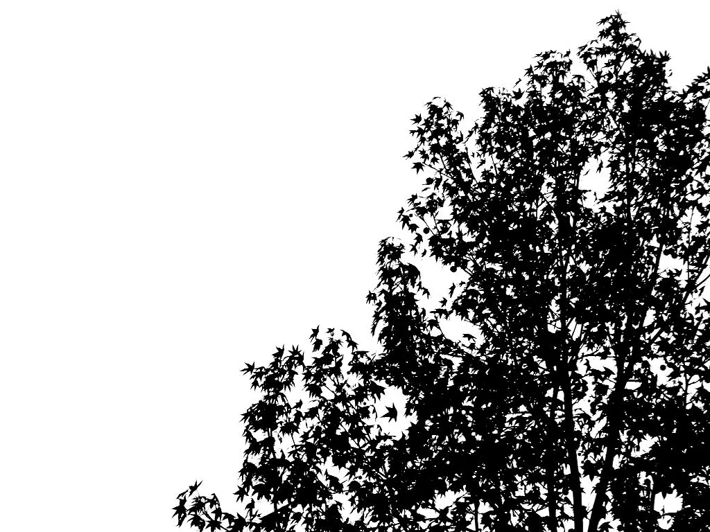 Siluetas árboles | Flickr - Photo Sharing!