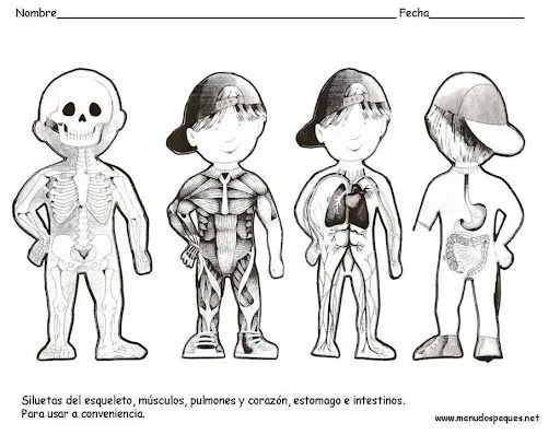 SILUETAS DEL CUERPO HUMANO