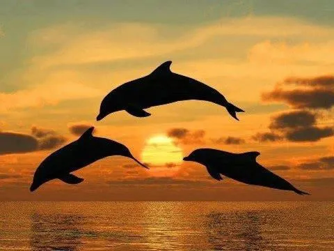 Siluetas de delfines saltando fuera del agua al atardecer - Anemon Siluetas de delfines saltando fuera del agua al atardecer - Anemon