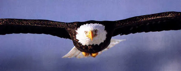 Imagenes de aguilas volando animadas - Imagui