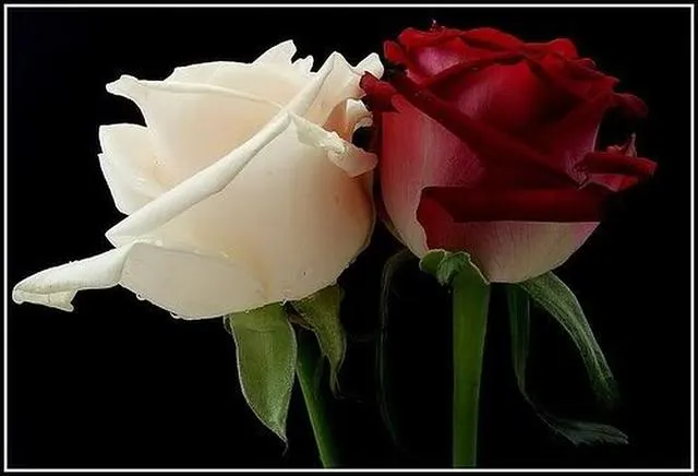 SIMBOLOGÍAS: Notas para una Simbología de la Rosa SIMBOLOGÍAS: Notas para una Simbología de la Rosa