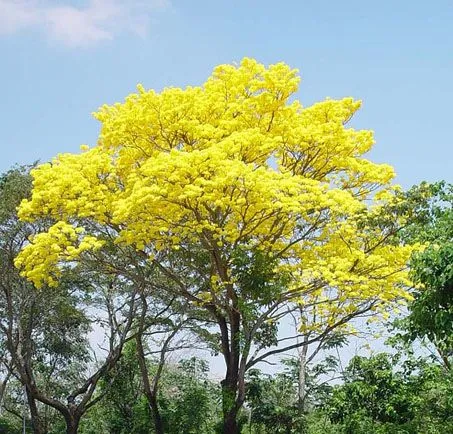 Símbolos Naturales de Venezuela | Amiguito En Línea Símbolos Naturales de Venezuela | Amiguito En Línea