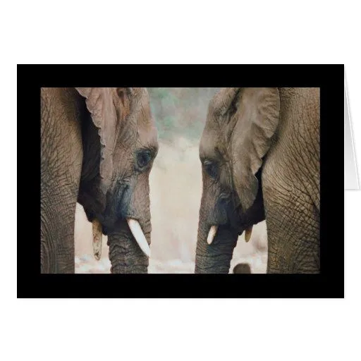 Simetría del elefante tarjeta de felicitación | Zazzle