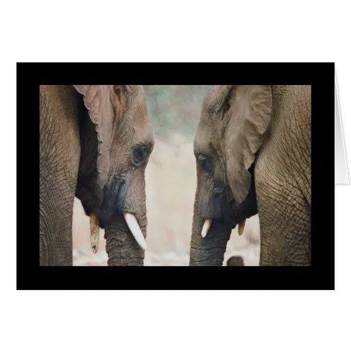 Simetría del elefante tarjeta de felicitación | Zazzle Simetría del elefante tarjeta de felicitación | Zazzle