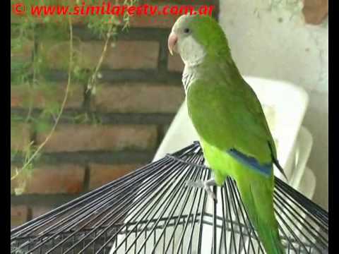 SIMILARES TV - 32 - Pequeños loros - YouTube SIMILARES TV - 32 - Pequeños loros - YouTube