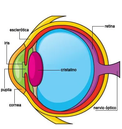 Similiar Partes Del Parpado Ojo Keywords