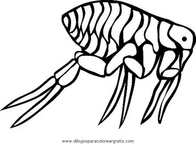 Animales para dibujar pulga - Imagui