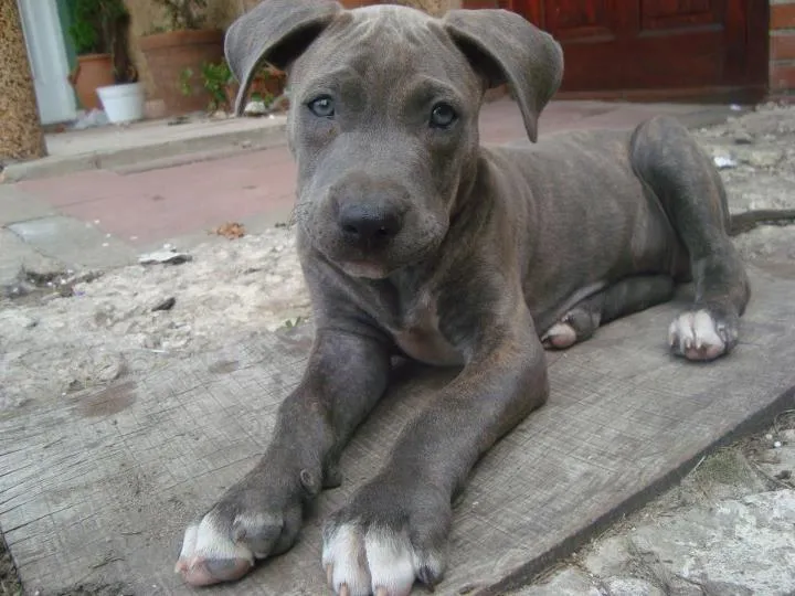 Simon, pitbull cachorro robado de su casa (RESUELTO) | Mar del ...