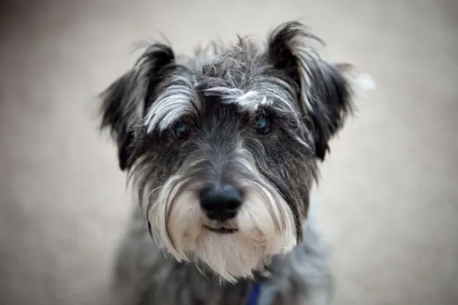 La simpatía del Schnauzer - Consejos para tu mascotaConsejos para ...
