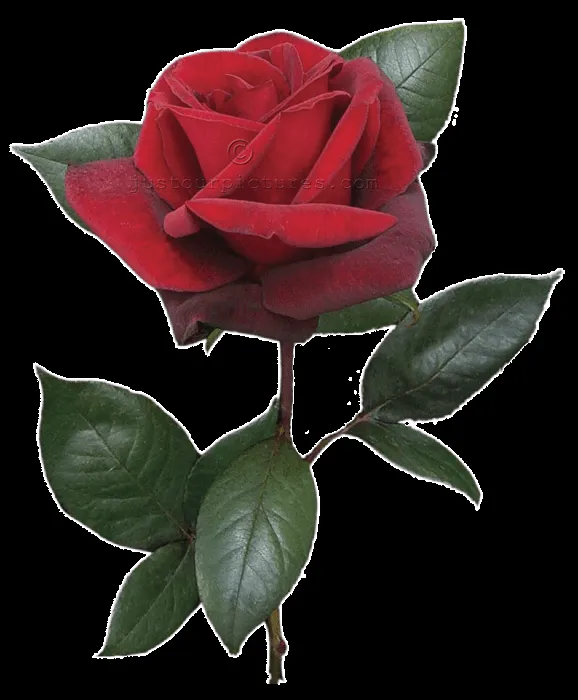 Single Red Rose on a stem. (png file) ~ Just Our Rose Pictures.