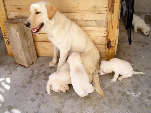 Qué sintieron la primera vez que tuvieron en sus brazos a sus ... Qué sintieron la primera vez que tuvieron en sus brazos a sus ...