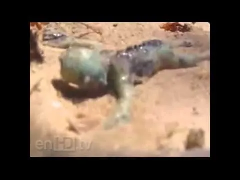 Sirenas encontradas en cautiverio - Imagui