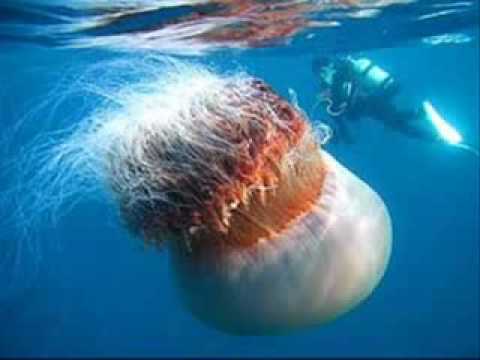 Sirenas encontradas en cautiverio - YouTube Sirenas encontradas en cautiverio - YouTube