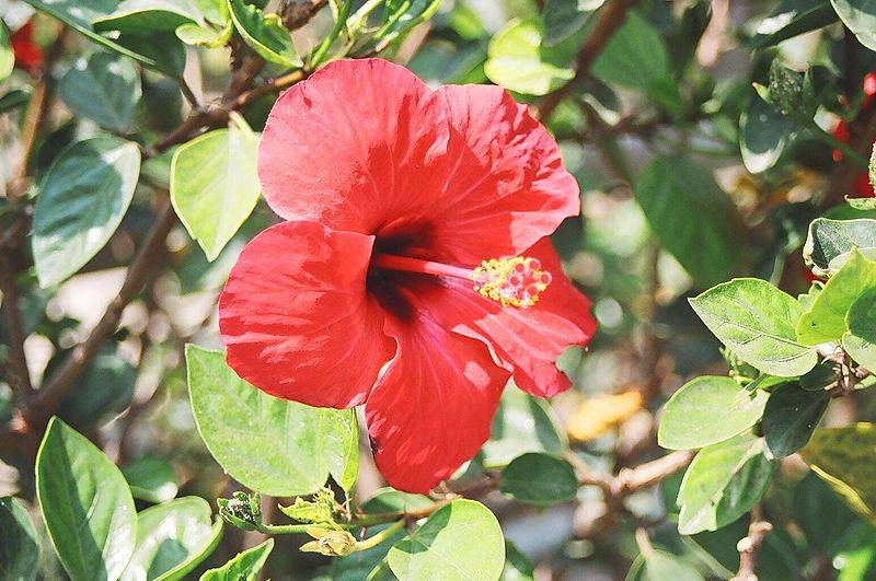 Para qué sirve la flor de Jamaica Usos medicinales de la flor de ...