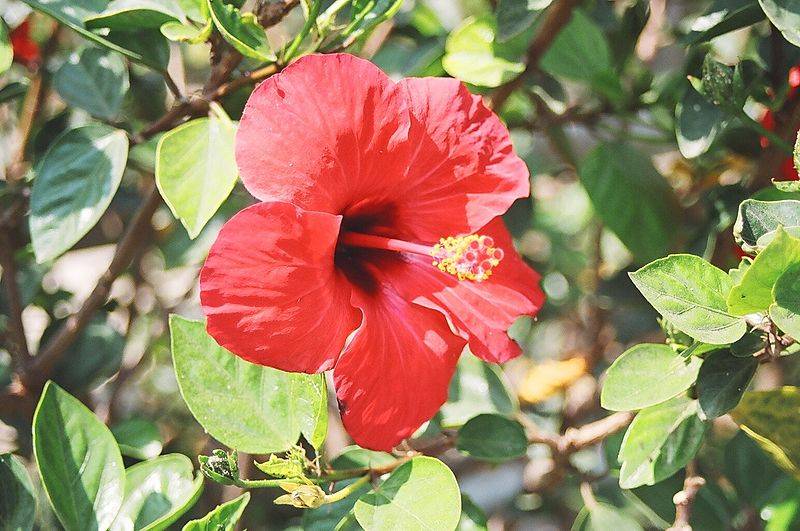 Para qué sirve la flor de Jamaica Usos medicinales de la flor de ... Para qué sirve la flor de Jamaica Usos medicinales de la flor de ...