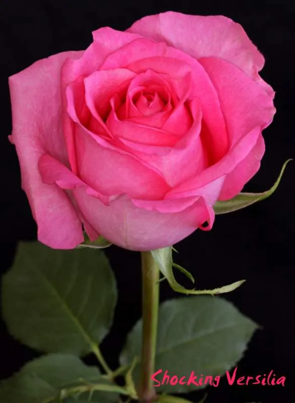 Sisapamba Rosas y Rosas, S.C.C. datos de contacto, dirección ...