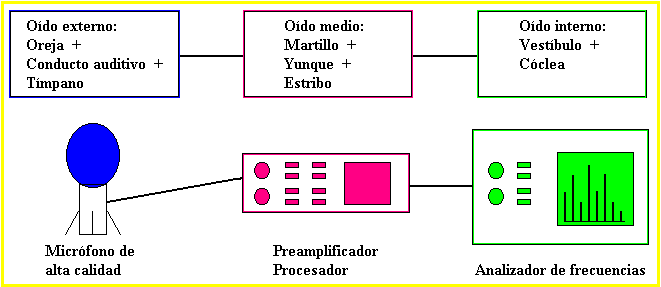 Sistema auditivo humano