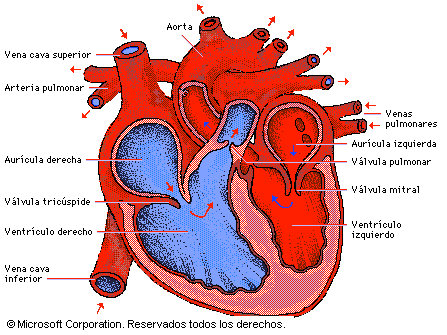 Sistema cardiovascular - Monografias.com