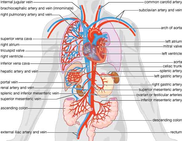 Sistema circolatorio chiuso: l'evoluzione grazie ad una proteina ..::