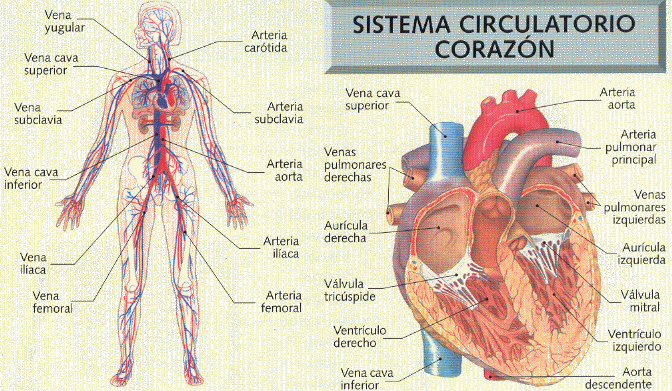 Sistema Circulatorio | Biblioteca de Investigaciones Sistema Circulatorio | Biblioteca de Investigaciones