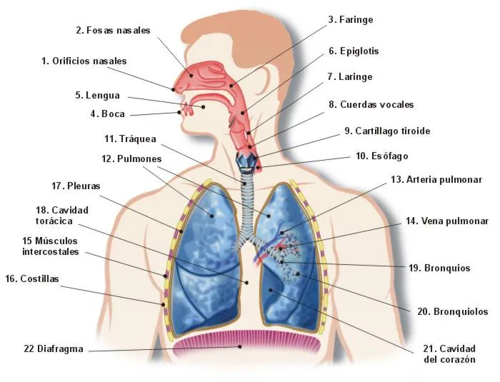 Imagen para colorear del sistema respiratorio - Imagui Imagen para colorear del sistema respiratorio - Imagui
