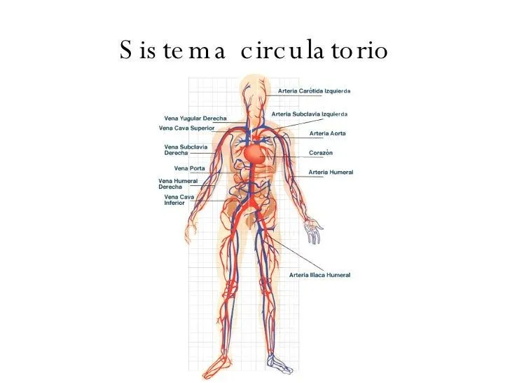 sistema-circulatorio-del- ...