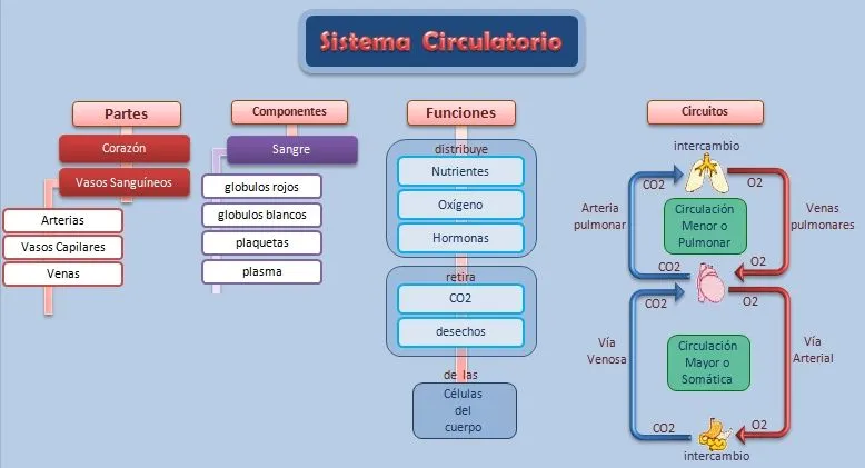 APRENDER ES DIVERTIDO: APARATO CIRCULATORIO ( APRENDER ES DIVERTIDO: APARATO CIRCULATORIO (