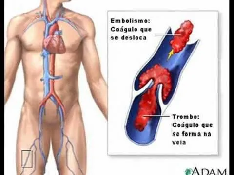 Sistema circulatorio e excretor - YouTube