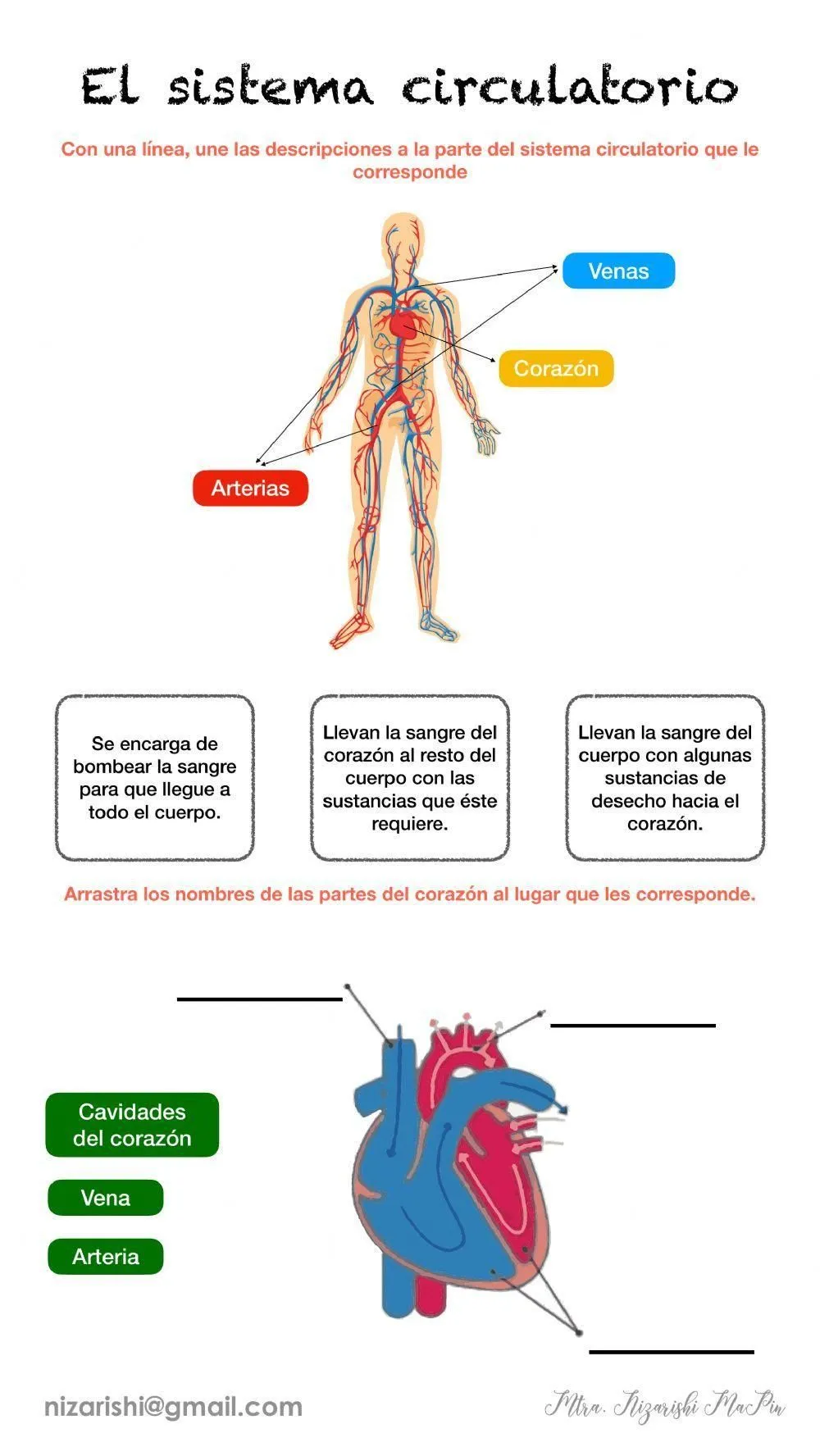 El Sistema Circulatorio exercise | Live Worksheets El Sistema Circulatorio exercise | Live Worksheets