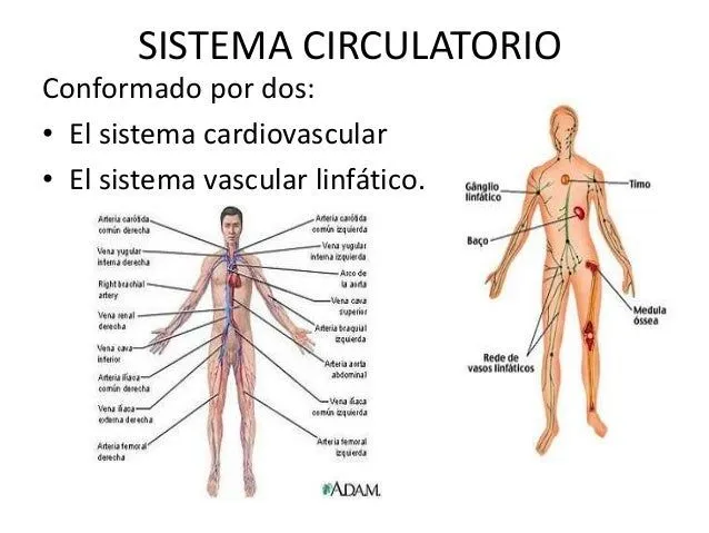 Sistema circulatorio - Histología