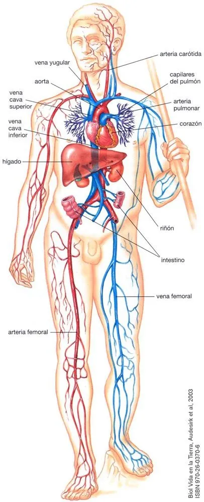 Una imagen del sistema circulatorio - Imagui Una imagen del sistema circulatorio - Imagui