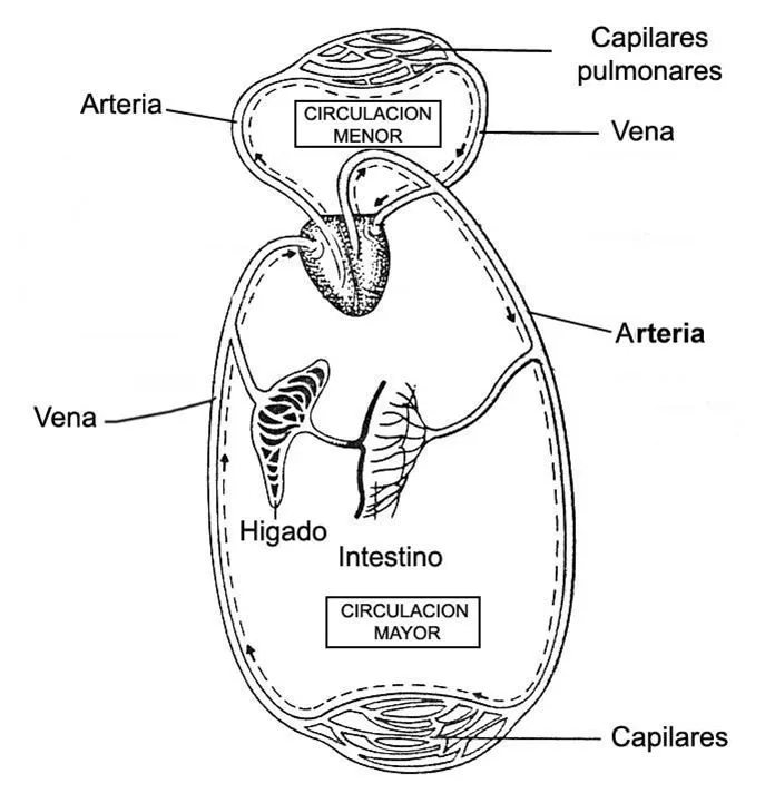 Sistema circulatorio humano y sus partes para colorear - Imagui