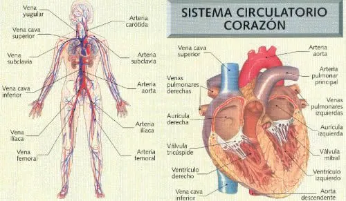 Sistema circulatorio del ser humano y el sistema de lubricación de ...