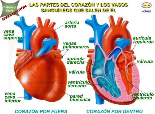 SISTEMA CIRCULATORIO | JUGANDO Y APRENDIENDO