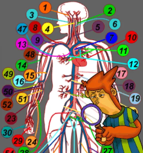 SISTEMA CIRCULATORIO | JUGANDO Y APRENDIENDO