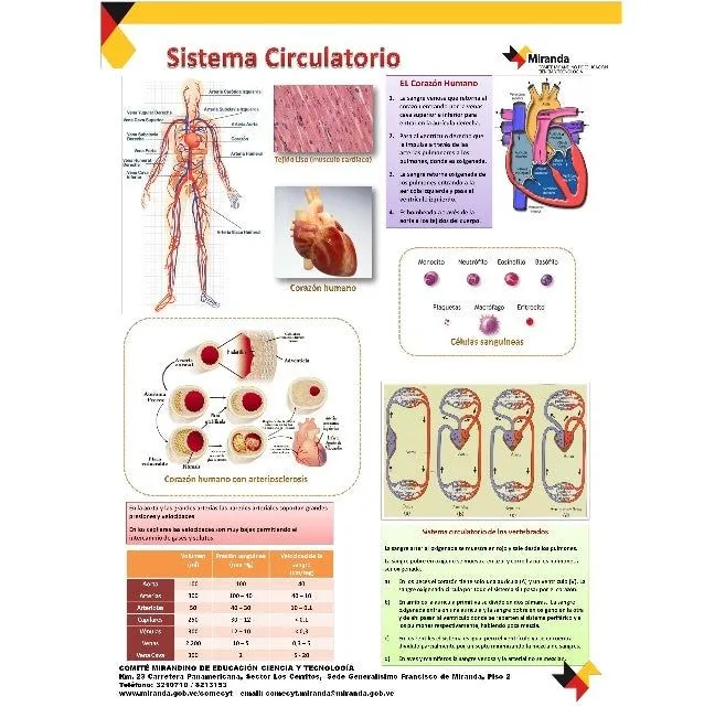 sistema-circulatorio-laminario ...
