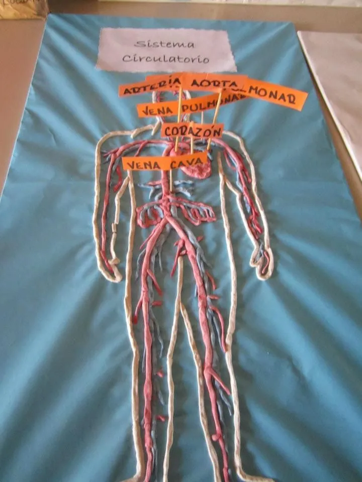 SISTEMA CIRCULATORIO | Maqueta del sistema digestivo, Maqueta del sistema respiratorio, Sistemas del cuerpo humano SISTEMA CIRCULATORIO | Maqueta del sistema digestivo, Maqueta del sistema respiratorio, Sistemas del cuerpo humano