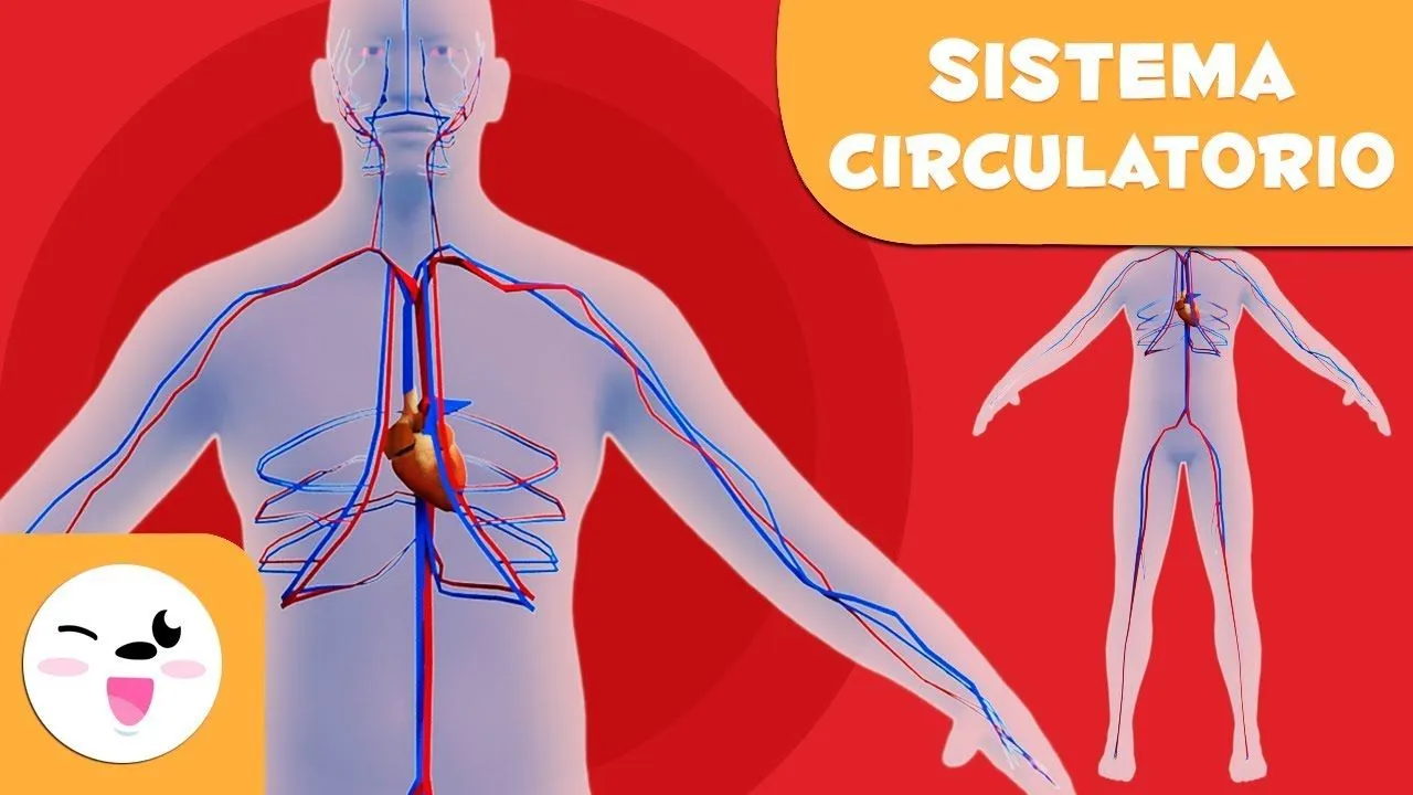 El sistema circulatorio para niños | El cuerpo humano para niños - YouTube El sistema circulatorio para niños | El cuerpo humano para niños - YouTube