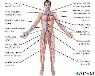 aparato circulatorio aparato circulatorio