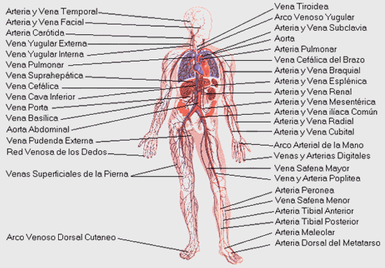 Sistema Circulatorio (página 3) - Monografias.com