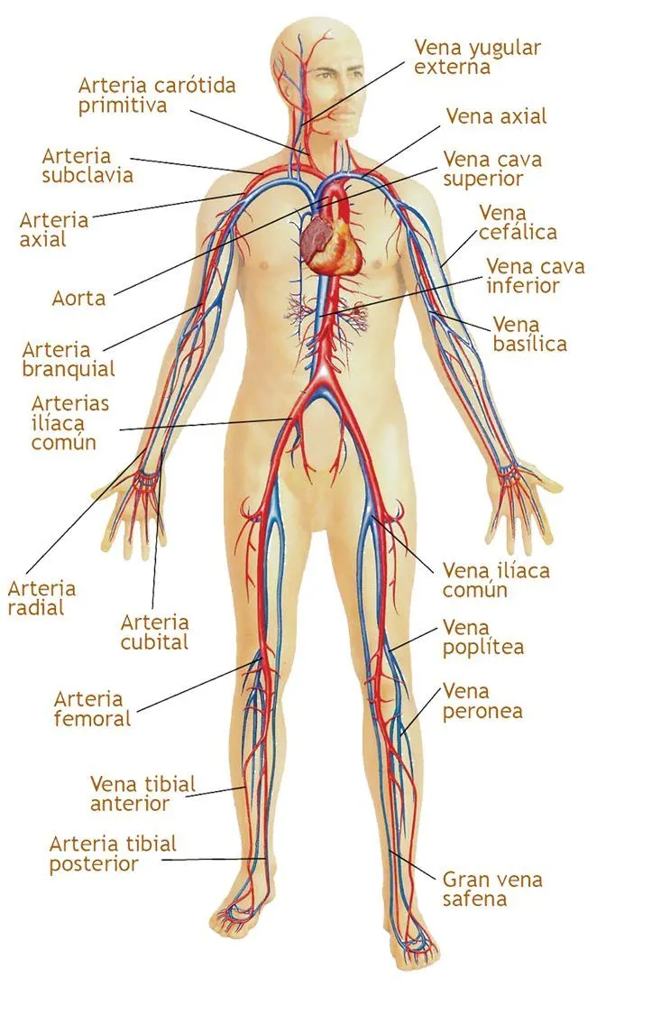Sistema circulatorio Partes