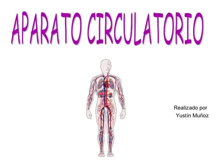 Sistema circulatorio en plastilina - Imagui