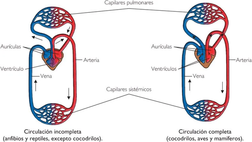 Sistema circulatorio sencillo - Imagui