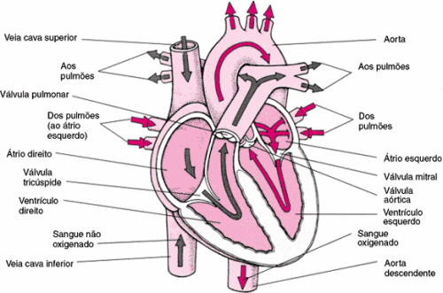 Sistema Circulatório - Só Biologia ::.