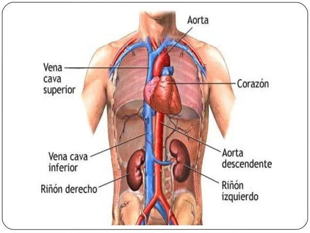 sistema-circulatorio-y- ...