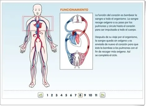 El sistema circulatorio" | Art&iacut...